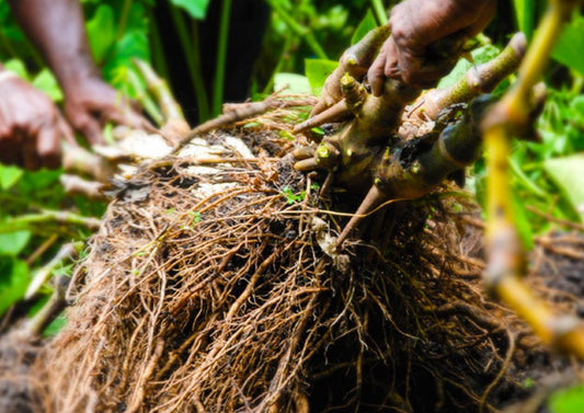 The Ancient Roots of Kava: A Journey Through Time