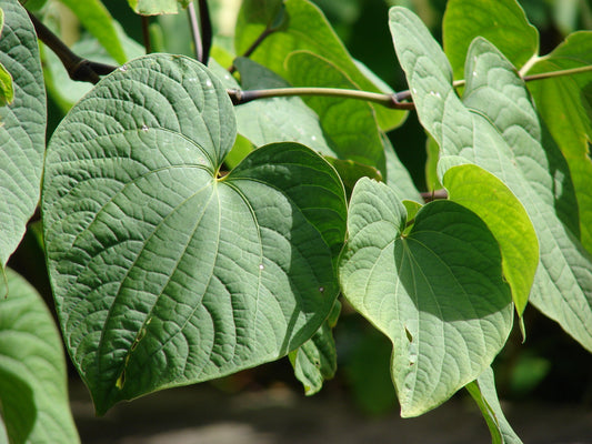 “Kava Through the Ages: From Ancient Rituals to Modern Wellness”